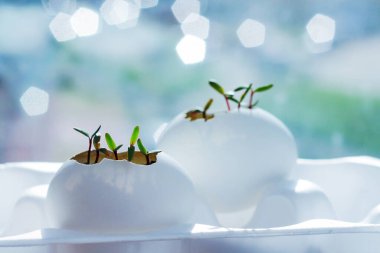 Yumurta kabuğunda taze taze yeşiller. tohum filizleniyor. Doğayı uyandırma ve atıksız tarım kavramı.