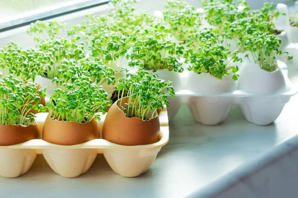 Het Planten Van Zaailingen Eierschalen Het Kweken Van Nuttige Micro Stockafbeelding