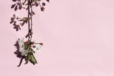 Pembe arka planda, güneşten gelen sert gölgelerle birlikte bir kiraz dalı çiçek açar. Bahar zamanı, doğanın uyanışı, bahar arkaplanı.