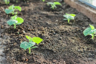Genç salatalık bitkileri. Çiftlikteki bir serada sebzeler yetiştirilir. organik gıda yetiştiriyor