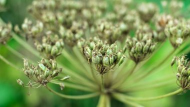 Dev Hogweed tohumu. Tohumlarla çiçek açan tehlikeli bir bitki..