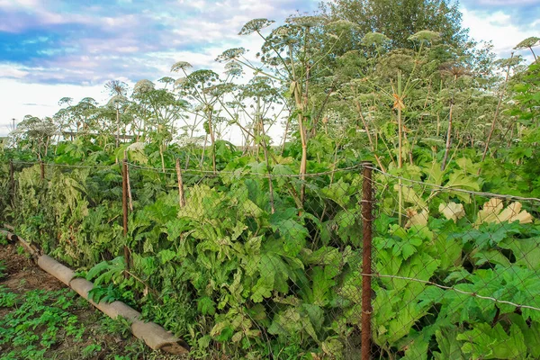 giant hogweed behind a fence on a private property. The owner of the site is not engaged in the destruction of a dangerous plant.
