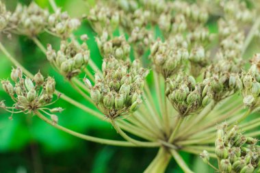 Dev Hogweed tohumu. Tohumlarla çiçek açan tehlikeli bir bitki.