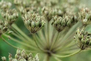 Dev Hogweed tohumu. Tohumlarla çiçek açan tehlikeli bir bitki.