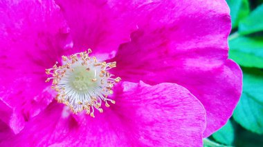 Güzel pembe gül kalçası çiçekleri güneşli bir yaz gününde bahçede kapanıyor.