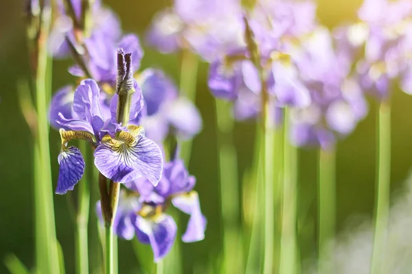 Blooming Purple Iris Flowers Summer Garden Sun — Stock Photo, Image