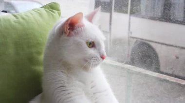 Komik surat, kedi avlama içgüdüsü. Beyaz bir kedi evin pencere eşiğinde oturur ve pencereden kuşlara bakar.