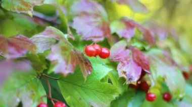Sonbahar ormanı, kırmızı böğürtlenli parlak bir viburnum dalı.
