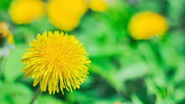 牧草地に黄色いタンポポを咲かせます 春の花の背景 明るい春の風景 花の黄色の背景 — ストック写真