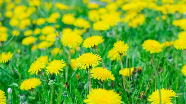 Kwitnące Żółte Mniszki Łące Wiosenne Tło Kwiatów Jasny Wiosenny Krajobraz — Zdjęcie stockowe