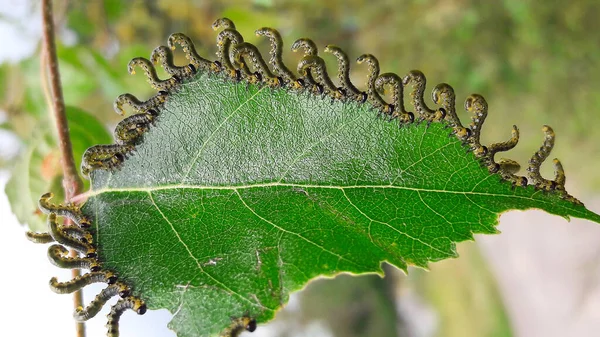 Tırtıllar huş yaprağı yer. Oburluk, doğadaki böcekler, doğal çevredeki haşereler..