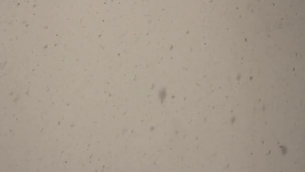 Pohled z okna silného sněžení v zimě — Stock video