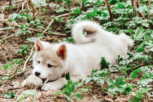 Small West Siberian Husky Puppy Plays Ball Ground Cute Pet — Stock Photo, Image