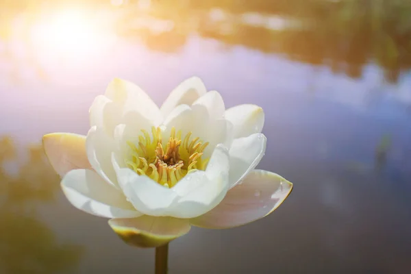 White Water Lily Evening River Closeup Shot Water Lilies Pond — Stock Photo, Image