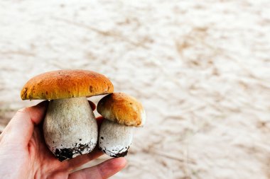 Elinde iki porcini mantarı var. Sonbaharda ormanda mantar topluyorum.