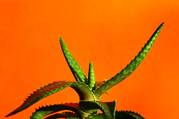 Aloes Kręgosłup Pomarańczowym Tle Minimalizm Jasne Kombinacje Kolorów Kwiaty Wnętrzu — Zdjęcie stockowe