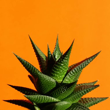 Turuncu arka planda haworthia. Minimalizm ve parlak renk kombinasyonları. İç kısımda çiçekler.