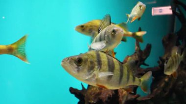 Akvaryumda bir nehir tüneği sürüsü. Bir balık mavi arka planda yüzer. Canlı balıklar müzesine gidin.