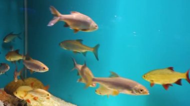 Akvaryumdaki bir nehir hamamböceği sürüsü. Bir balık mavi arka planda yüzer. Canlı balıklar müzesine gidin..