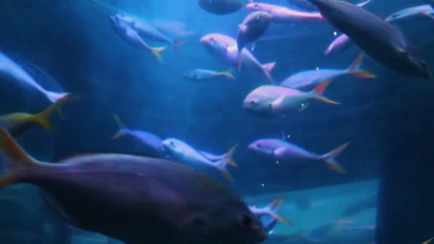 Un troupeau de poissons de mer dans un aquarium. un poisson nage en cercle sur fond bleu. visite du musée des poissons vivants — Video