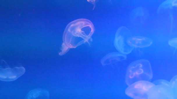 Μια ομάδα από διαφανείς μέδουσες του φεγγαριού κολυμπά σε ένα ενυδρείο. υποβρύχιες λήψεις από λαμπερές μπλε μέδουσες που κινούνται αργά στο νερό. θαλάσσια ζωή, θαλάσσιο υπόβαθρο, μουσείο θαλάσσιων ζώων — Αρχείο Βίντεο