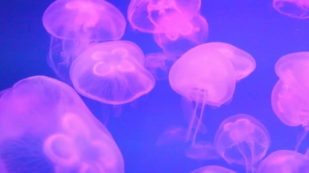 Grupa przejrzystych meduz księżycowych pływa w akwarium. podwodne ujęcia z świecącymi różowymi meduzami poruszającymi się powoli w wodzie. życie morskie, środowisko morskie, muzeum zwierząt morskich. — Wideo stockowe