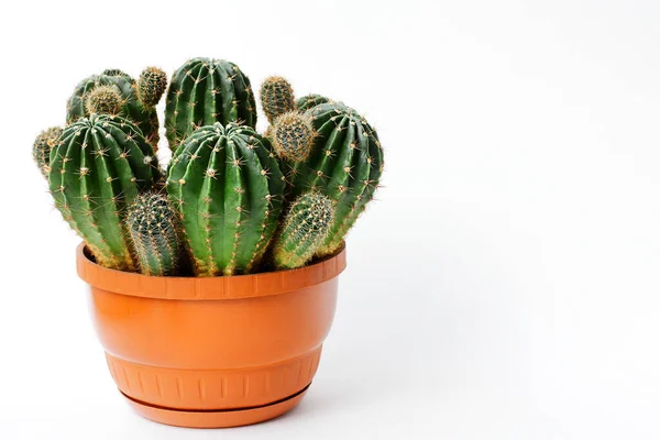 Egy nagy zöld kaktusz egy edényben mindkét kezével. a beltéri növények koncepciója mint ajándék, hobbi — Stock Fotó