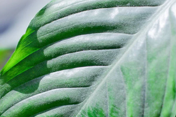 Stof Een Spathiphyllum Blad Close Zorg Voor Home Bloemen — Stockfoto