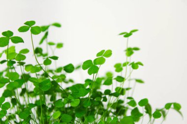 Yonca mikroçayırları beyaz arka planda. Sağlıklı yemek ve organik restoran pişirme reklamı. Aziz Patrick Günü geçmişi.