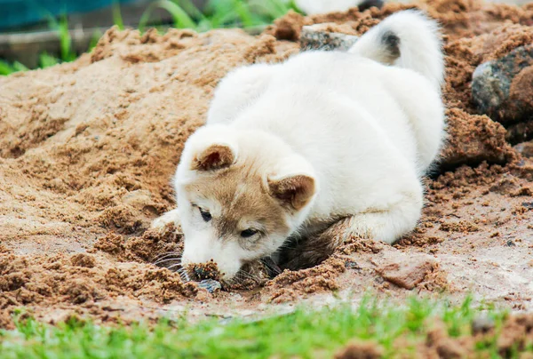 Seekor anak anjing kecil dari Siberia Barat menggali lubang di pasir dan menyembunyikan kepalanya di sana. hewan peliharaan lucu bermain di jalan — Stok Foto