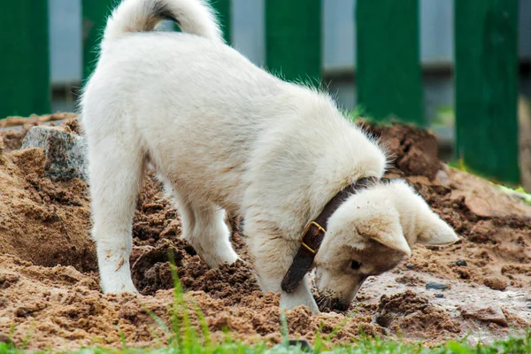Een kleine pup van de West-Siberische husky graaft een gat in het zand en verbergt zijn kop daar. schattig huisdier spelen in de straat Rechtenvrije Stockfoto's
