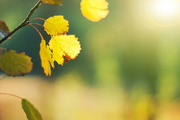 Sonbaharda Altın Yapraklı Kavak Dalı Günbatımı Işınları Sonbahar Arkaplanı — Stok fotoğraf