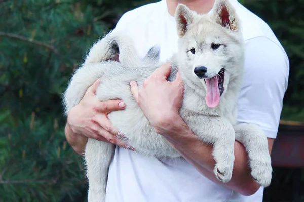 Egy Nyugat Szibériai Husky Vadászó Kiskutya Tulajdonos Karjaiban Aranyos Háziállatok — Stock Fotó