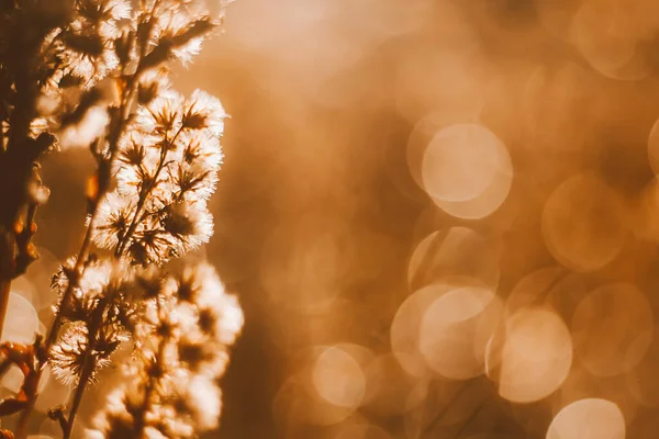 Gün batımında tarla bitkisi, sonbahar arkaplanı parlayan bokeh