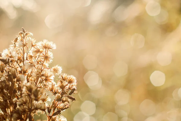 Szántóföldi növény a naplemente sugarak, őszi háttér izzó bokeh — Stock Fotó