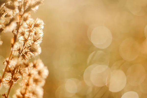 Gün batımında tarla bitkisi, sonbahar arkaplanı parlayan bokeh — Stok fotoğraf