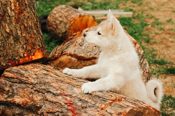Small Puppy Hunting West Siberian Husky Looks Out Fallen Trees — Stock Photo, Image