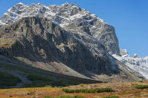 Bergschafe aus den Bergen — Stockfoto