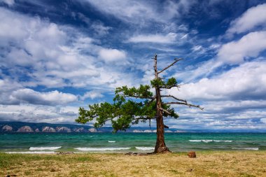 Kanlısırt'ta ağaç