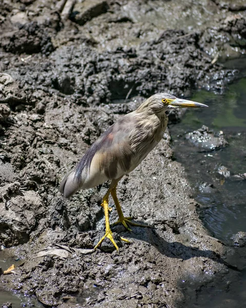 Imagem Close Pond Heron Marrom Ardeola Pássaro Perto Corpo Água — Fotografia de Stock