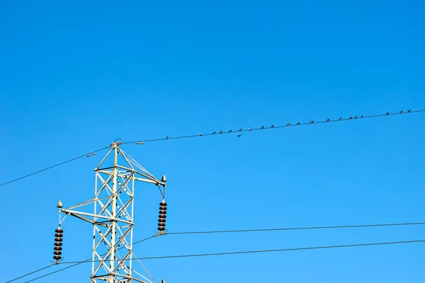 Πολλά Μικρά Πουλιά Που Κάθονται Υψηλής Τάσης Ηλεκτρικό Καλώδιο Πύργο — Φωτογραφία Αρχείου