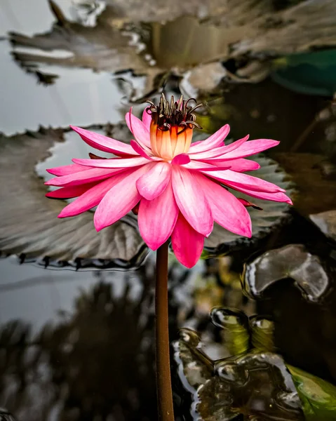 Image Rapprochée Une Belle Fleur Lotus Rose Foncé Avec Des — Photo