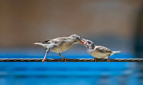 Newly Born Hungry Baby Sparrow Barely Balancing Wire Being Fed — Stock Photo, Image