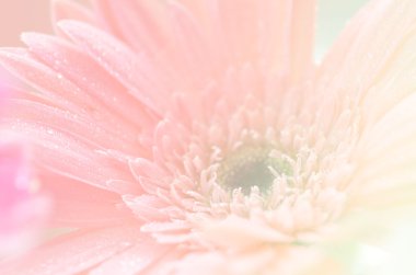 arka plan için yumuşak tarzında tatlı çiçekler