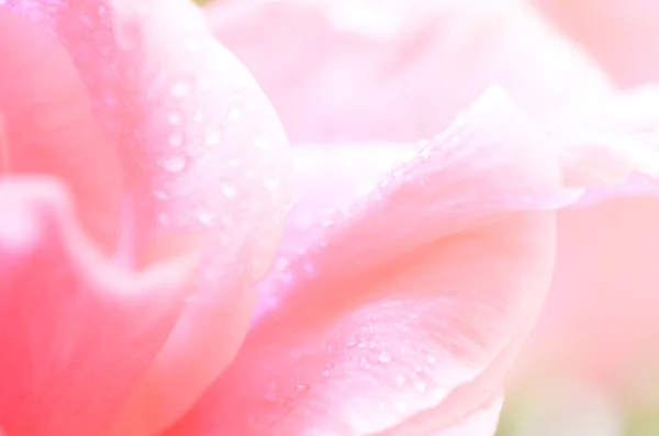 Fiori dolci in stile morbido per lo sfondo — Foto Stock