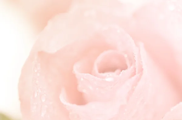 芬芳的花朵，在软风格背景 — 图库照片