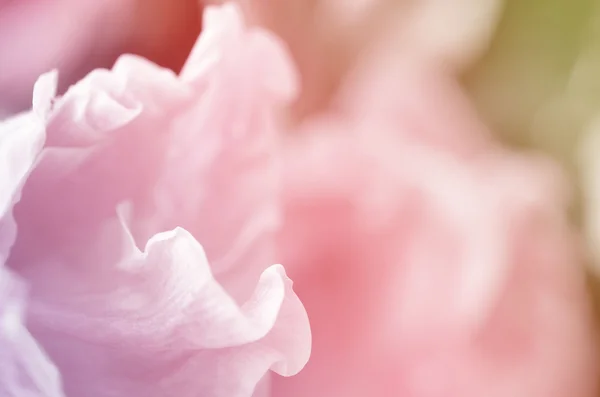 Sweet flowers in soft style for background — Stock Photo, Image