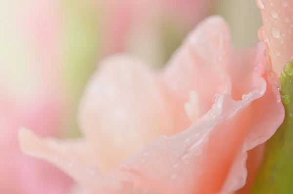Sweet flowers in soft style for background — Stock Photo, Image