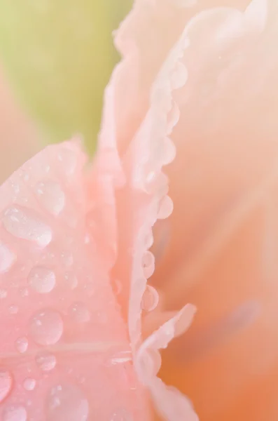 芬芳的花朵，在软风格背景 — 图库照片