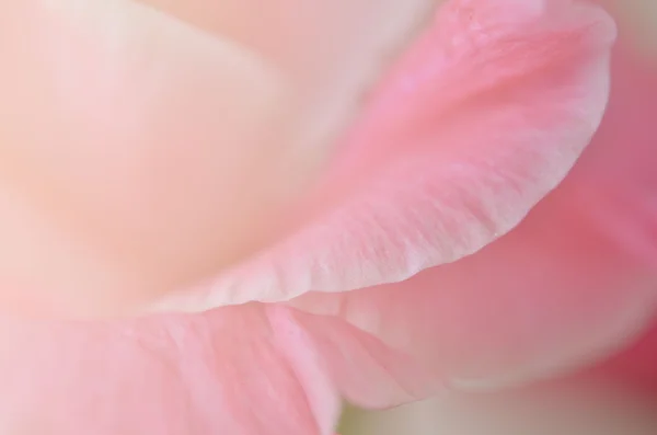 Fiori dolci in stile morbido per lo sfondo — Foto Stock